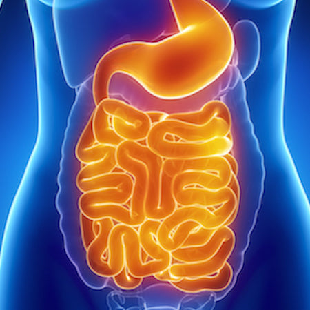 Digestive System