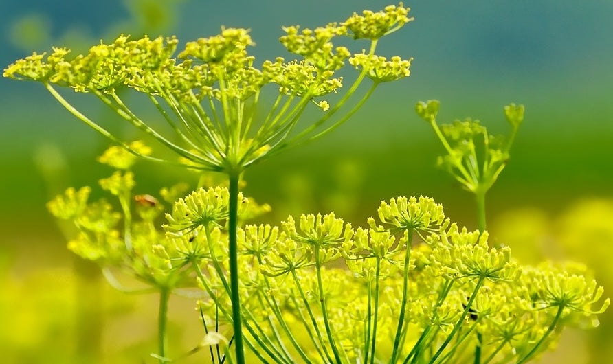 Fennel plant with flowers and seeds