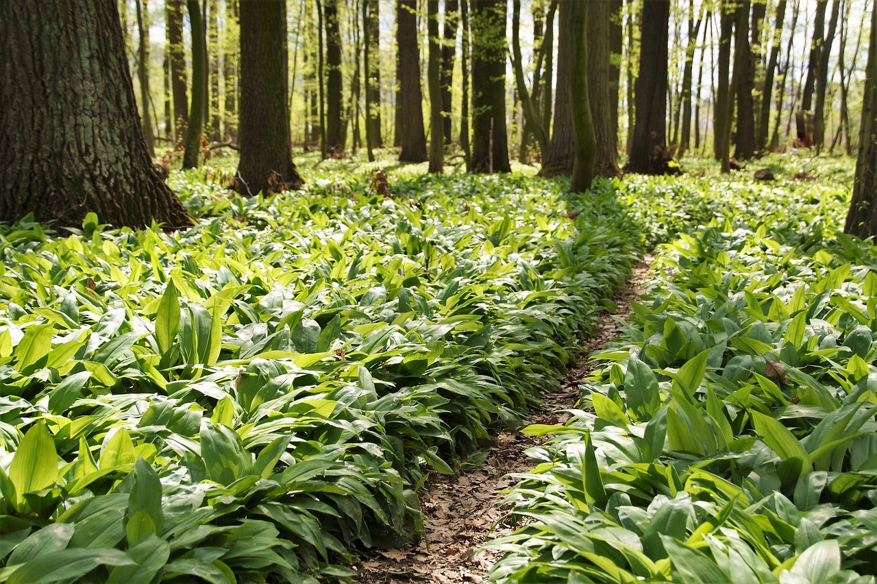 Wild leek plants in a forest with trees in the background and a trail in the middle.