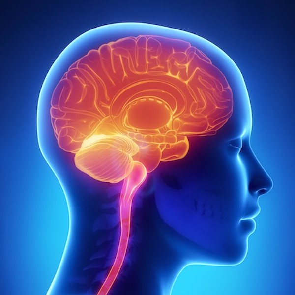 Illustration of a human head with a highlighted brain on a blue background

