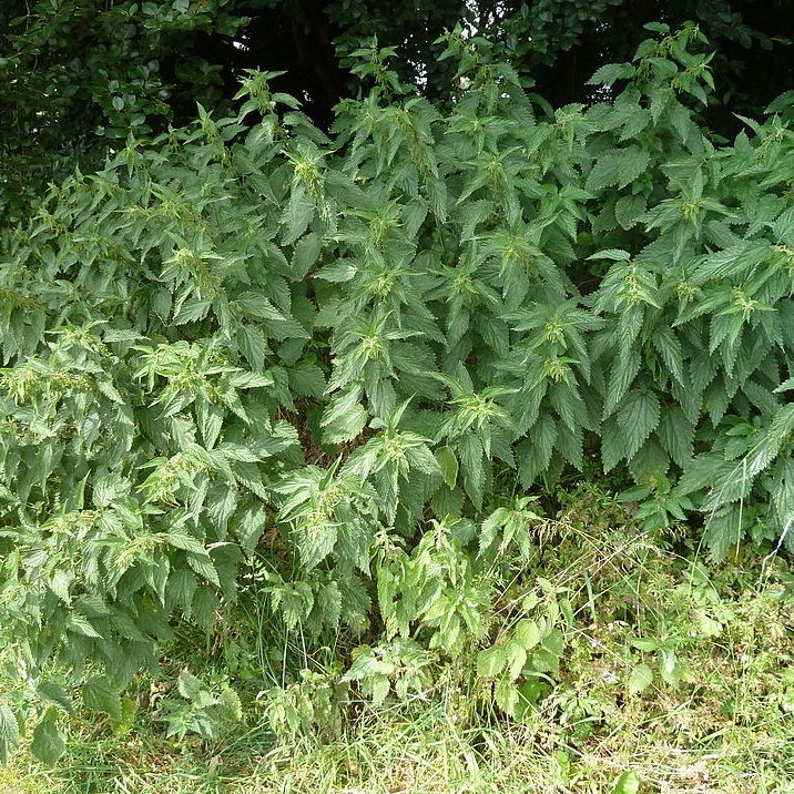 Large patch of fully grown nettle plants