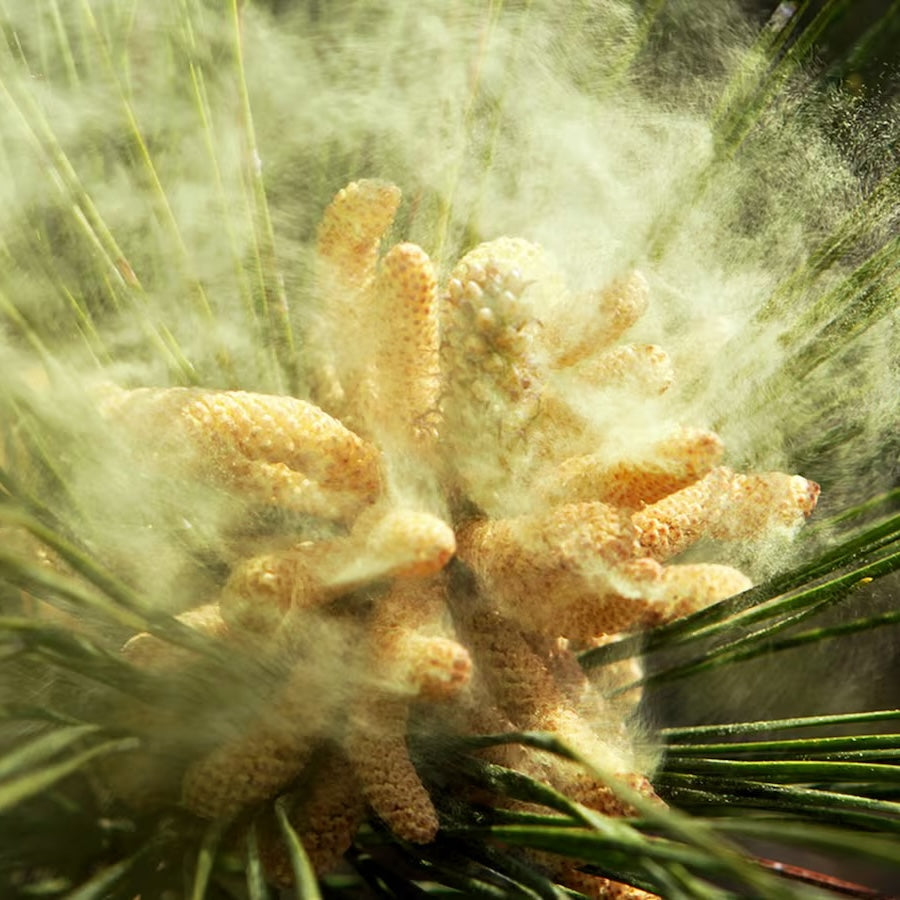 Close up of pine pollen and pine needles.